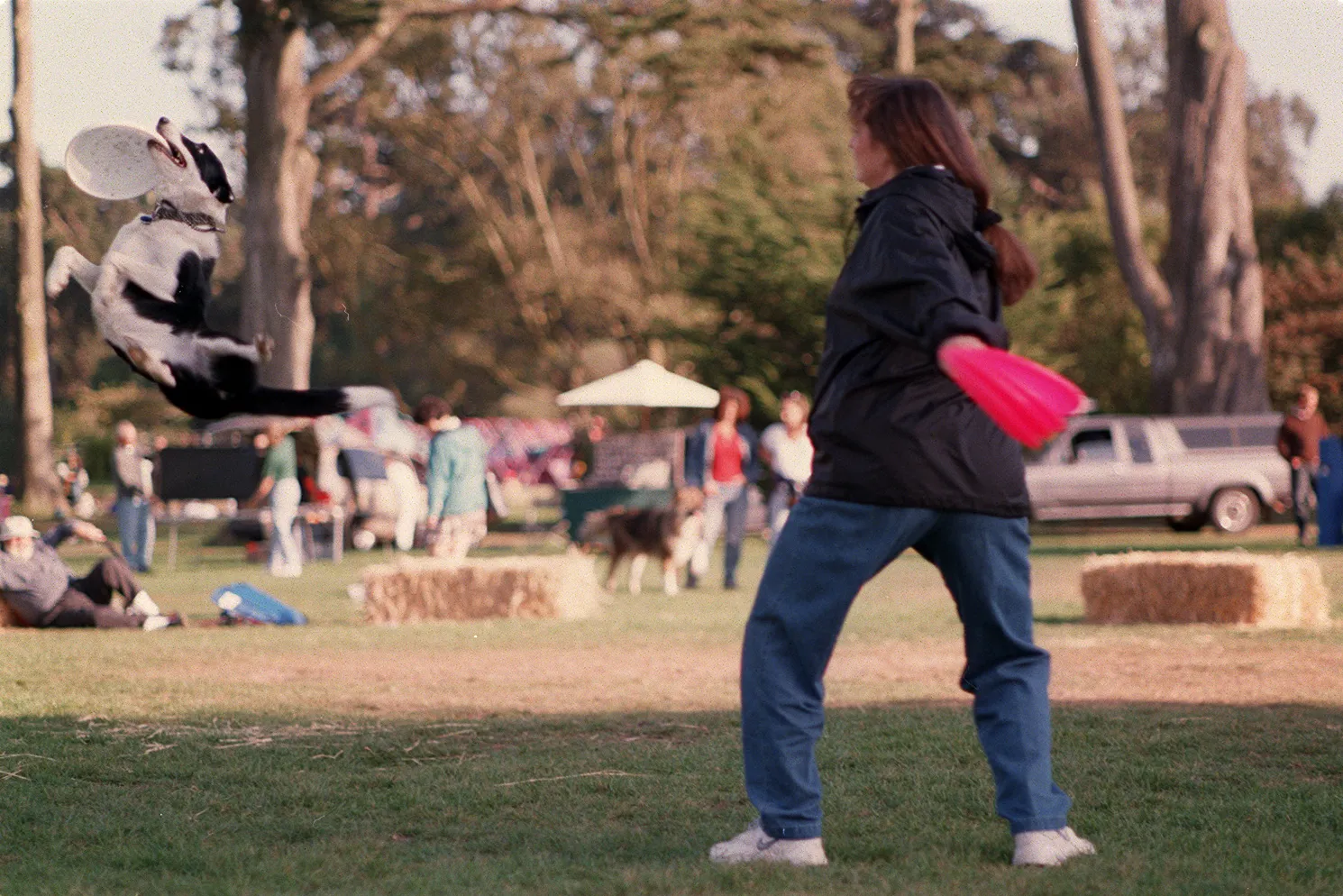 A dog leaps for a flying disc during a demonstration at Pet Pride Day in Golden Gate Park, San Francisco.