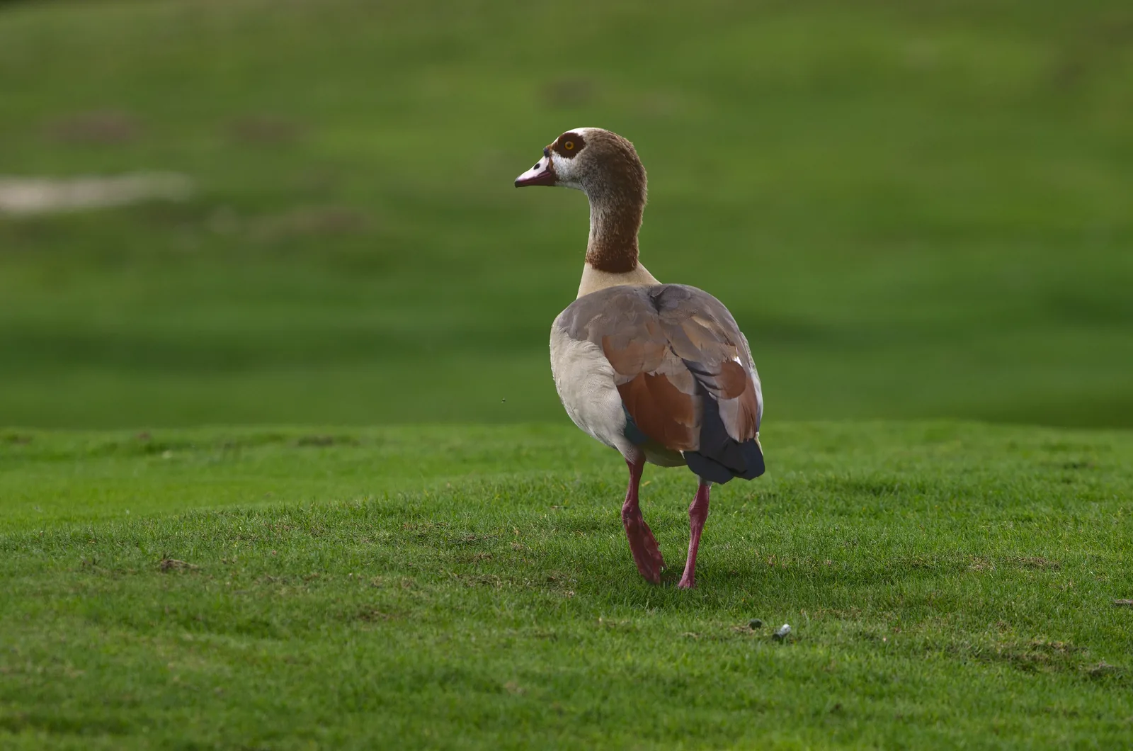 An Egyptian goose on the Linear Park trail at Plantation Preserve, home of the city golf club's Easter buffet.
