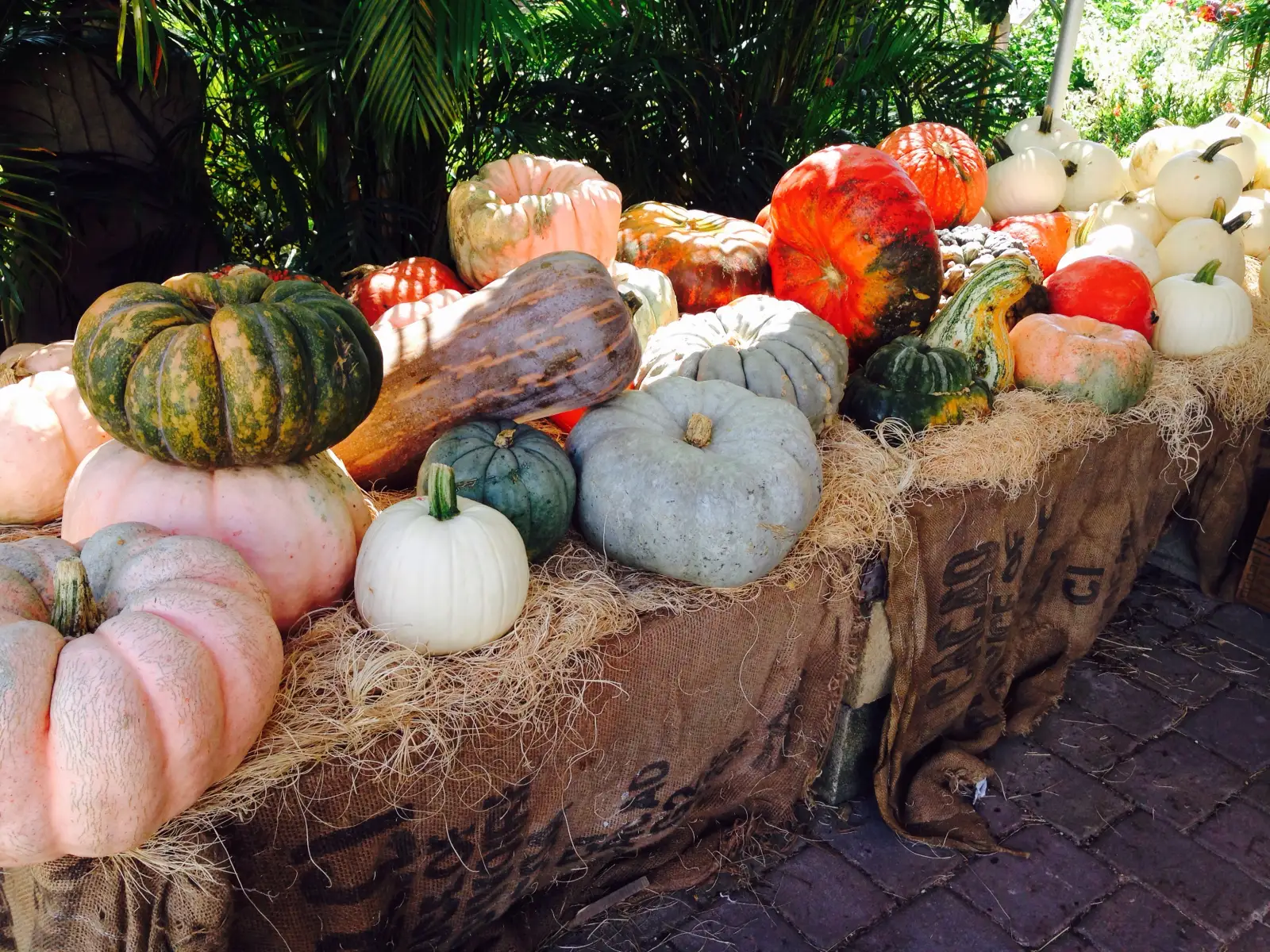 Pumpkins and gourds on burlap and straw for sale in neighboring Davie.