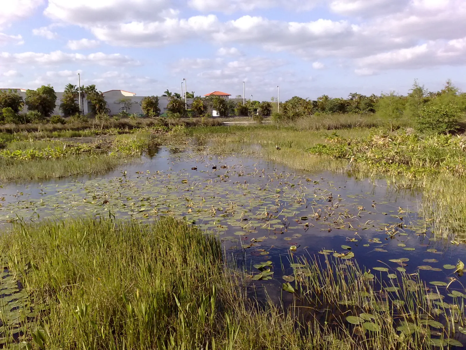 Lily pads and marsh grass in the wetlands at Volunteer Park in Plantation, home of the city's Saturday farmers market.
