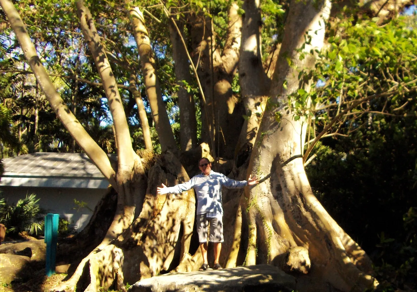 A giant tree at Flamingo Gardens in Davie, home of the area's Halloween party weekend and night ghost tour.