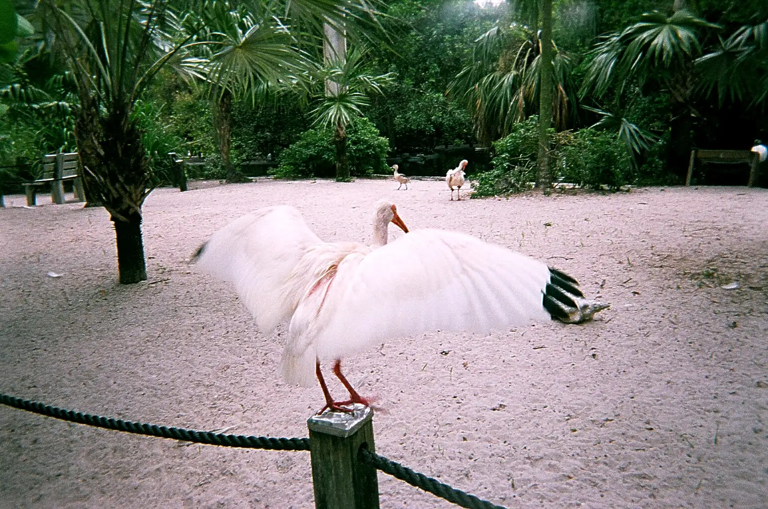 A white ibis spreads its wings in the wildlife area at Flamingo Gardens in Davie.