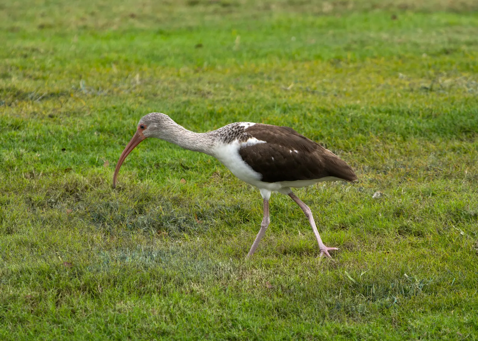 A young white ibis on the Linear Park trail at Plantation Preserve, whose golf club restaurant serves a Mother's Day buffet.