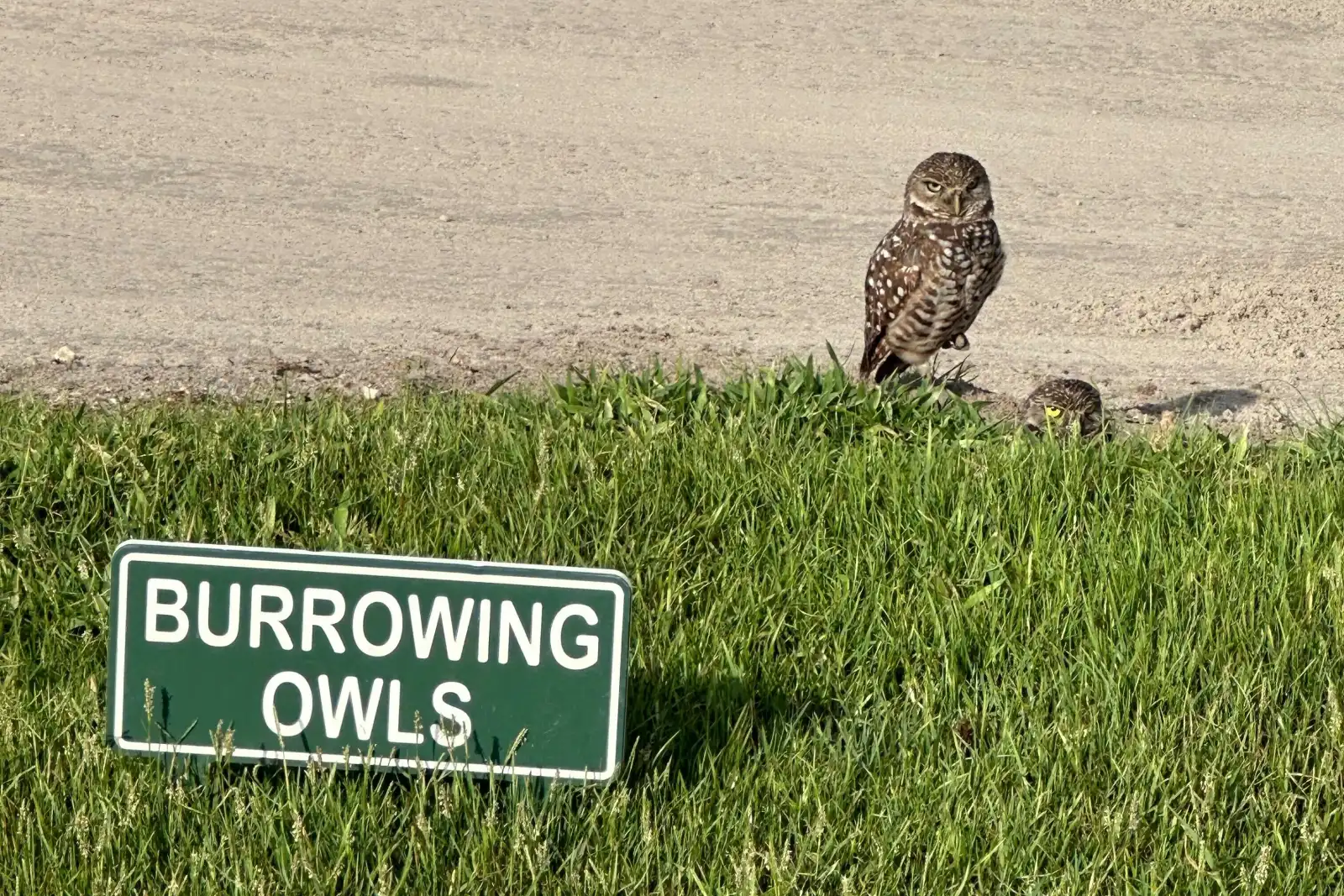 Burrowing owls beside a warning sign at a golf course in Plantation.