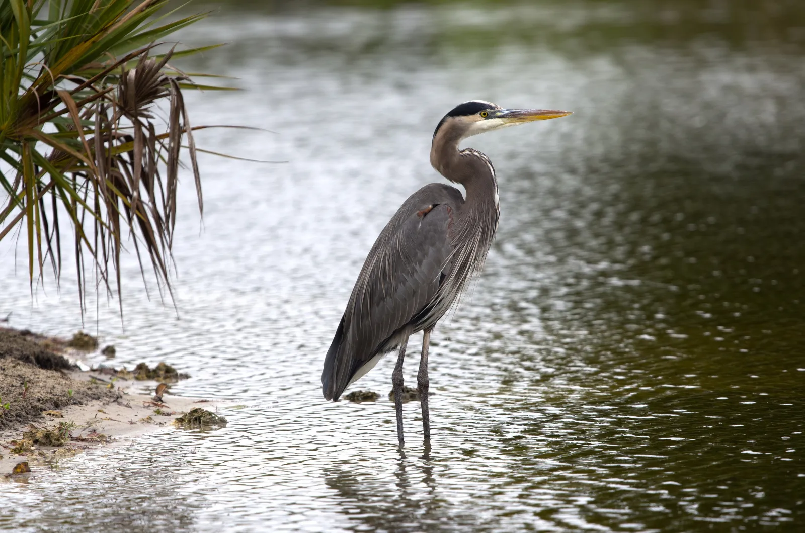 A great blue heron along the linear trail at Plantation Preserve in Plantation.