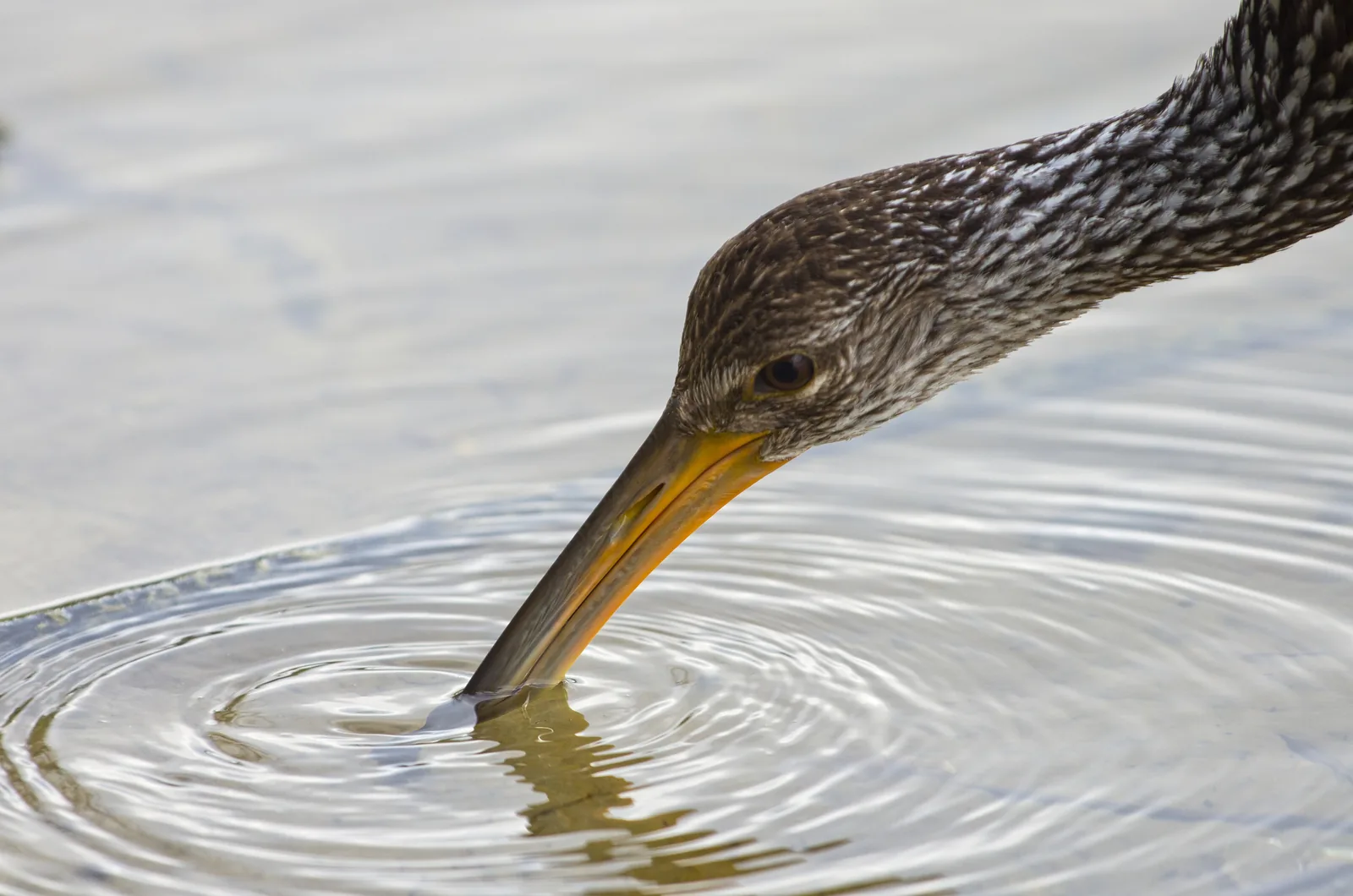 A limpkin feeding along the Linear Park trail at Plantation Preserve, home of the Plantation Preserve summer golf camp.