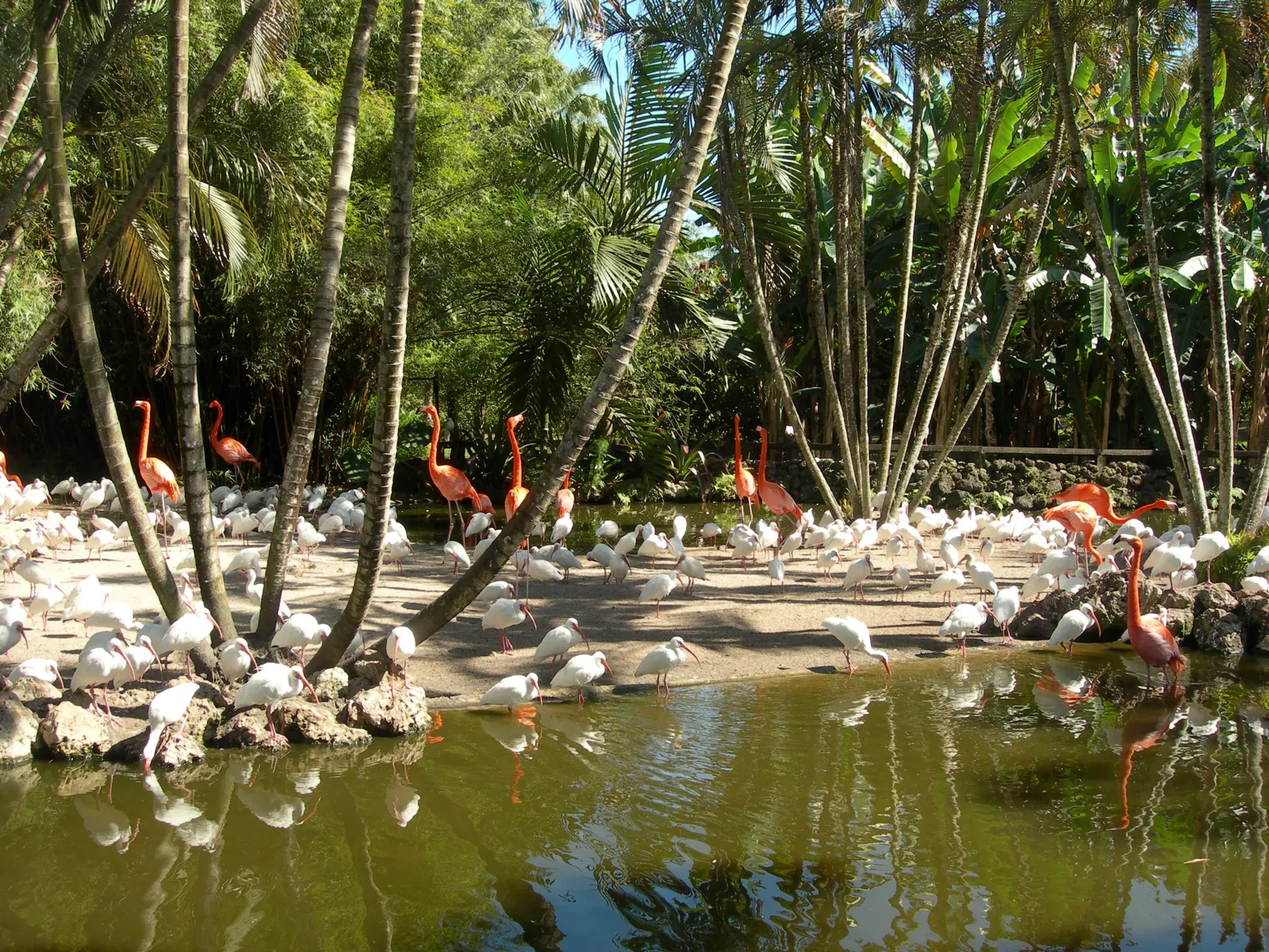 Flamingos and ibises at Flamingo Gardens in Davie.