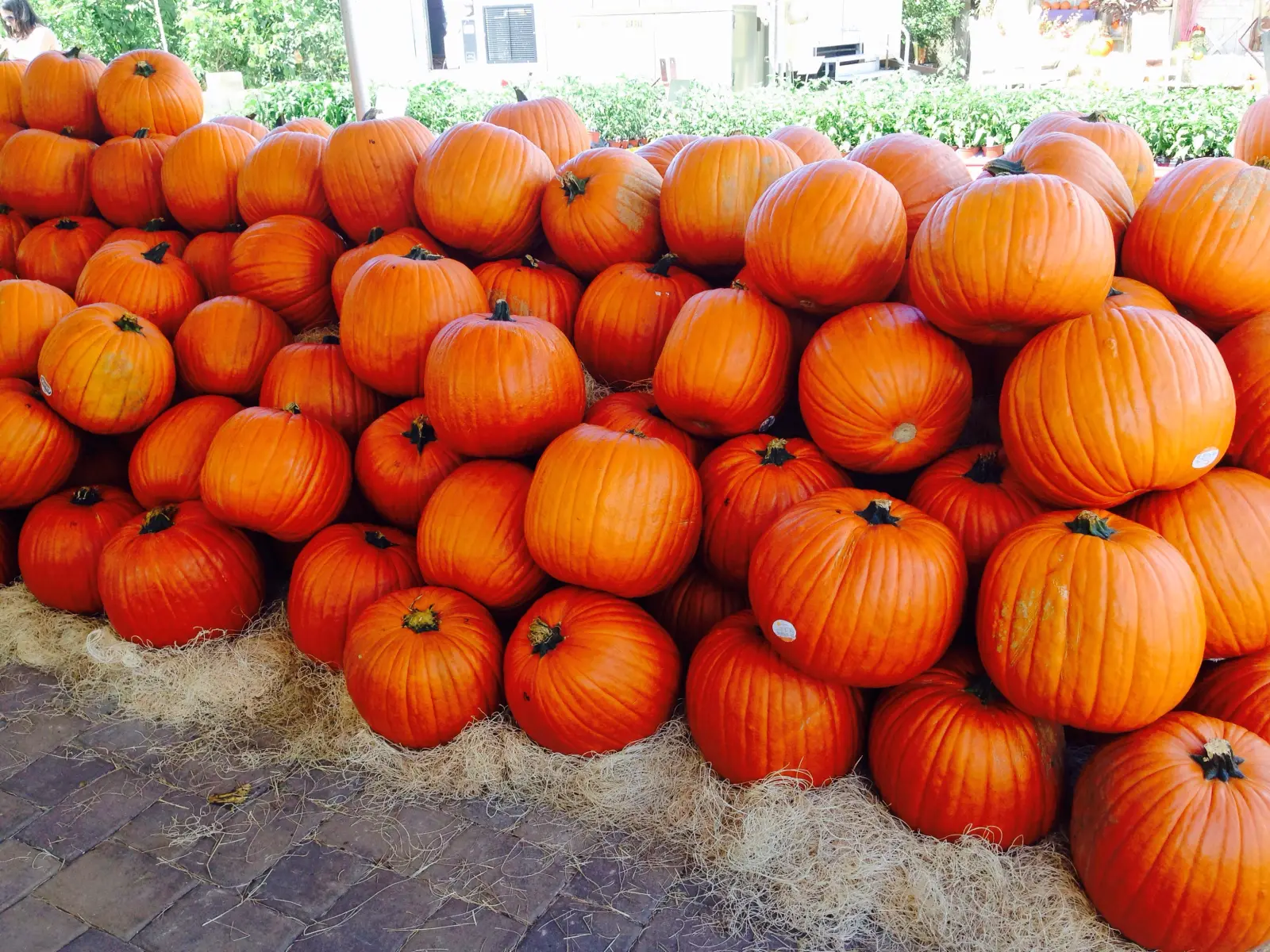 Pumpkins stacked on hay bales for sale in neighboring Davie.