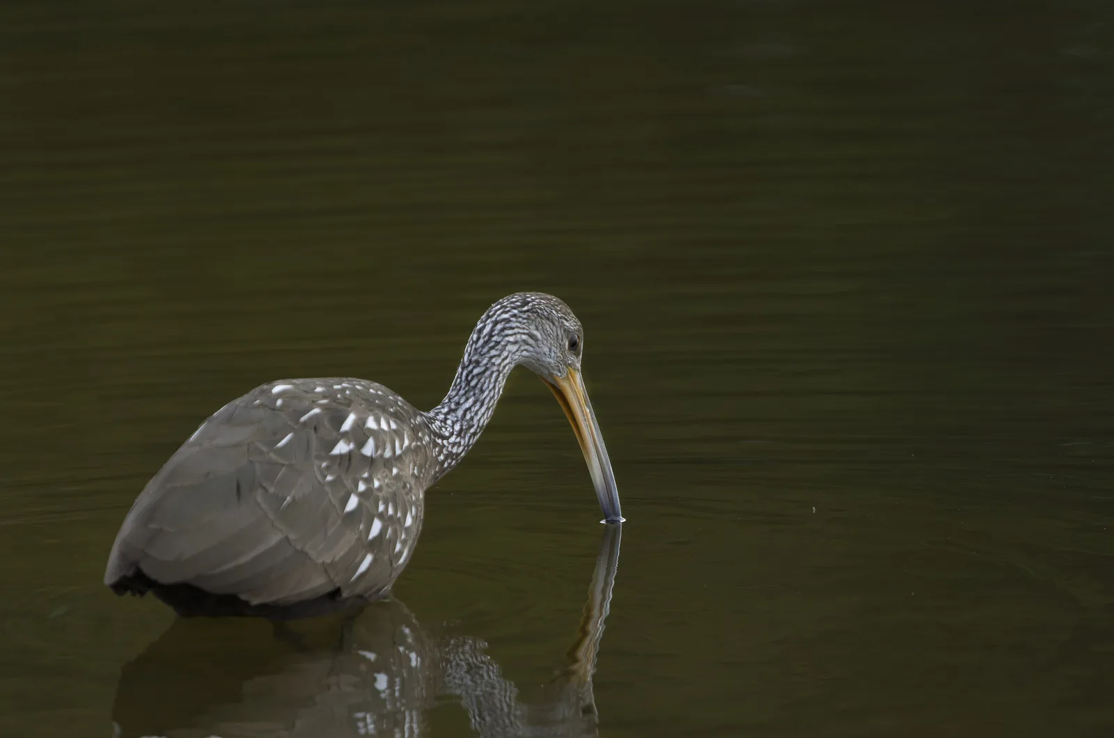 A limpkin feeds in the water beside the Linear Park trail at Plantation Preserve in Plantation.
